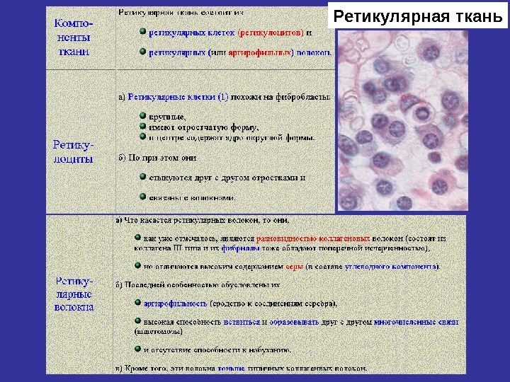 Рисунок ретикулярной ткани