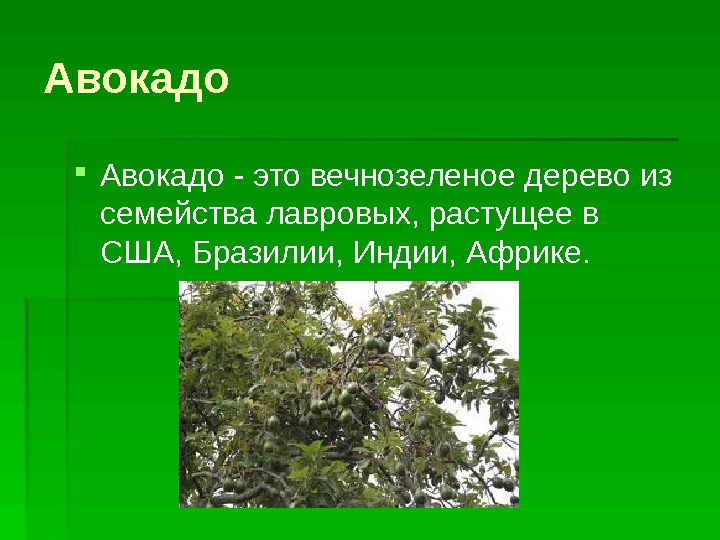 Выращивание авокадо презентация