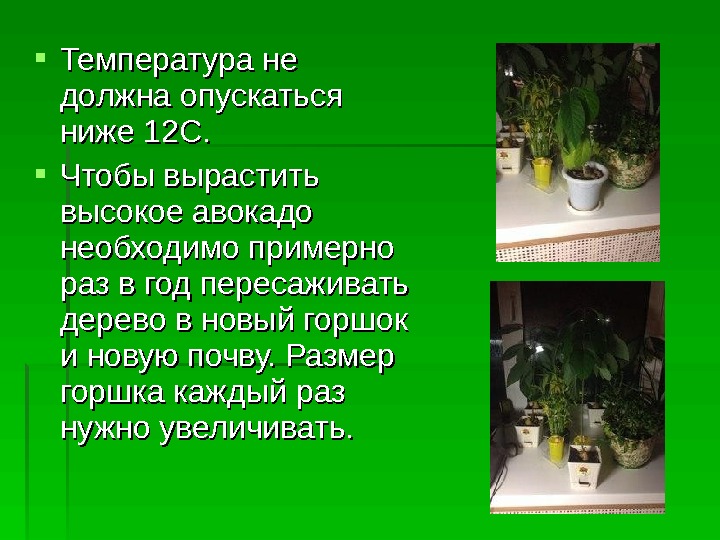 Выращивание авокадо презентация