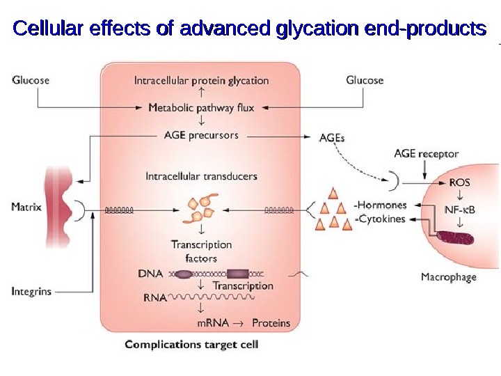 Cell effect. Advanced glycation end products. Advanced glycosylation end-products. Wolff Pathway glycation. Dermal Advanced glycation endproducts.