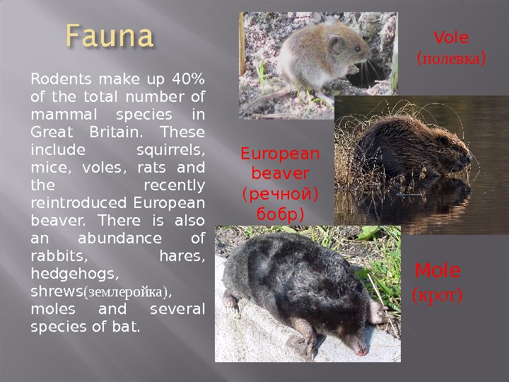 Презентация Wildlifegreatbritain
