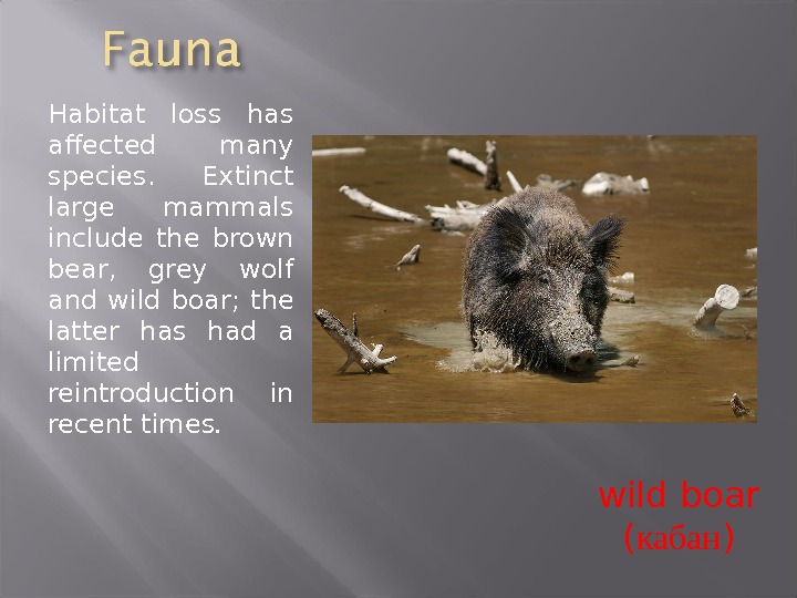 Презентация Wildlifegreatbritain