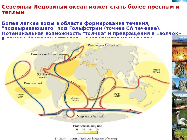 Схема течений северного ледовитого океана