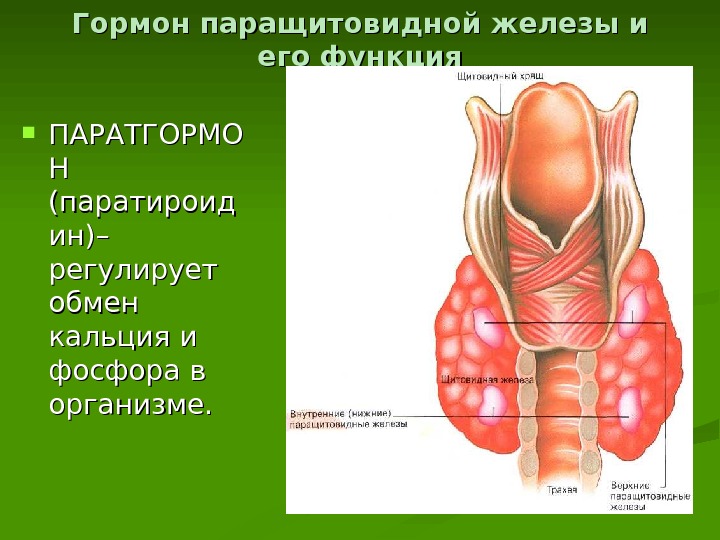 Паращитовидные железы презентация