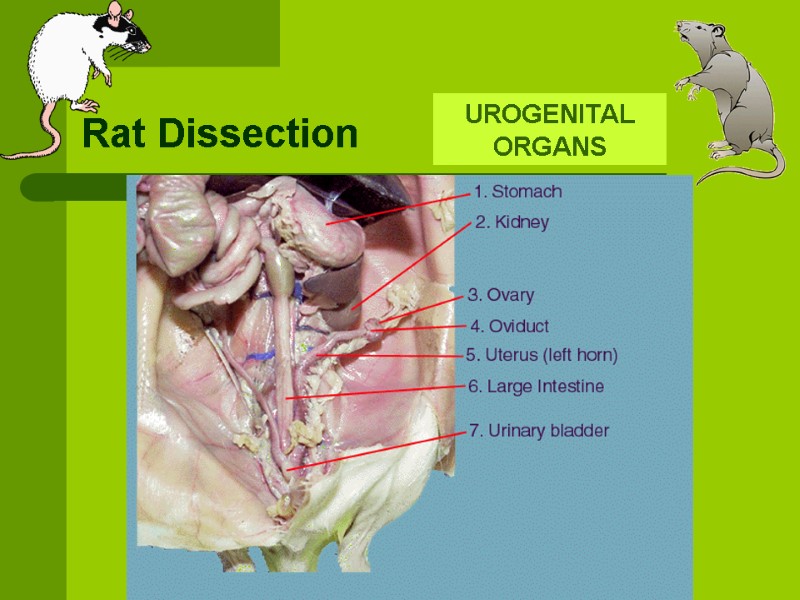 Rat Dissection The following slides are intended to