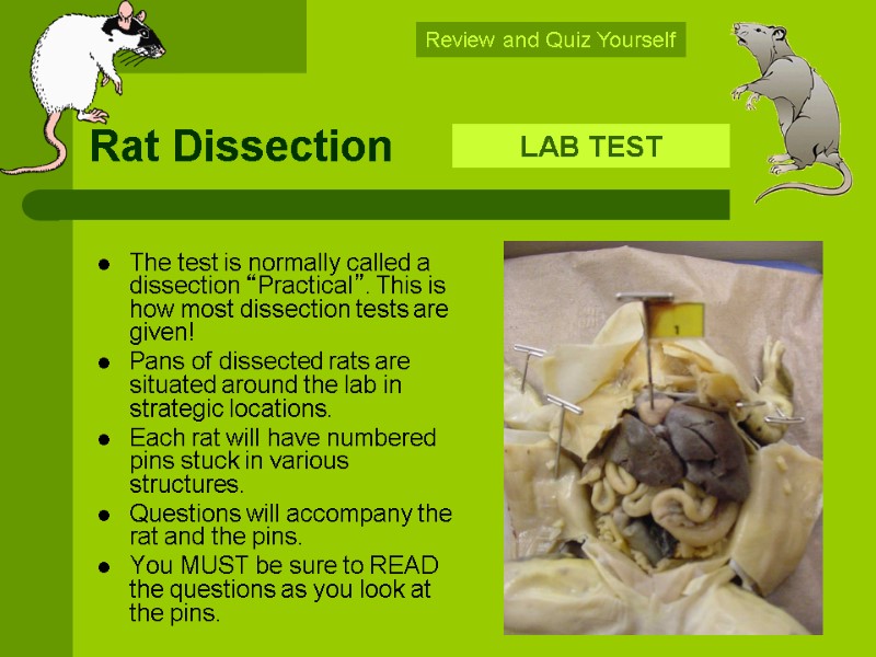 Rat Dissection Lab Report