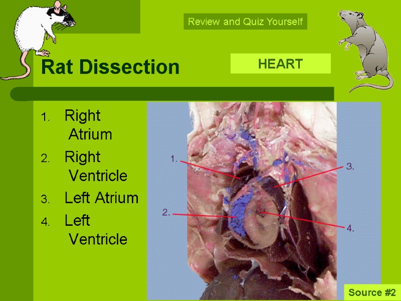 Rat Dissection The following slides are intended to