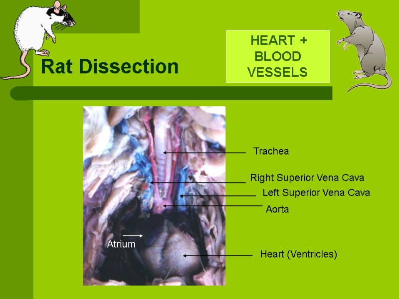 Rat Dissection The following slides are intended to