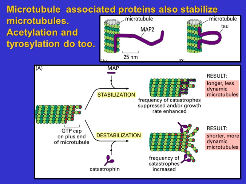 Lecture 20 The Cytoskeleton Intermediate Filaments and Microtubules