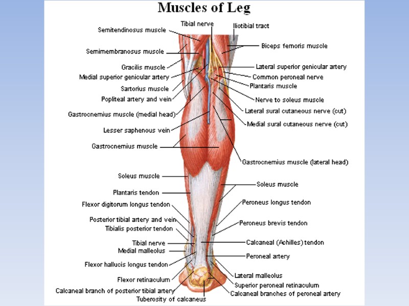 Department of Human Anatomy KNMU MUSCLES AND TOPOGRAPHY