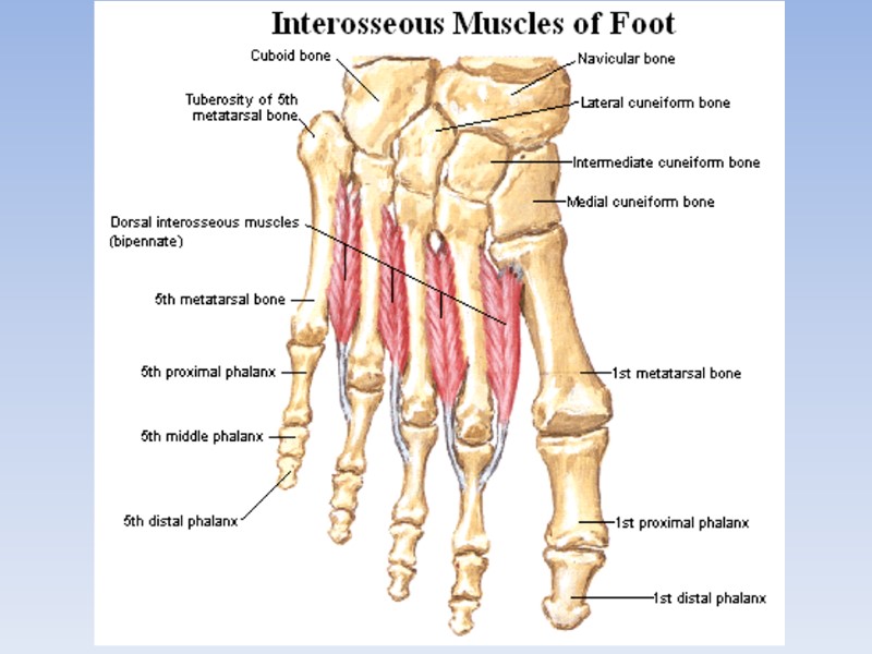 Department of Human Anatomy KNMU MUSCLES AND TOPOGRAPHY