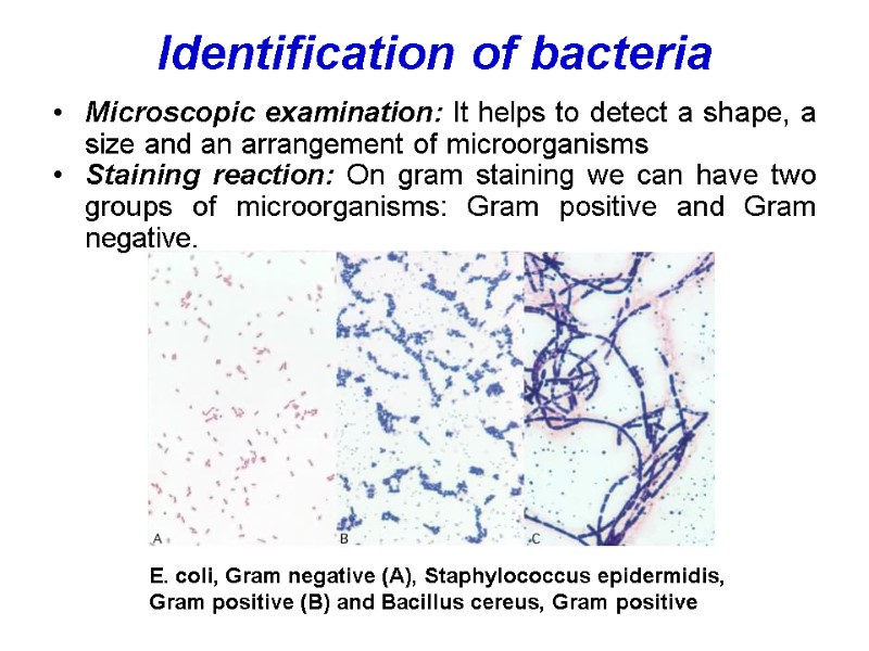 PHYSIOLOGY OF MICROORGANISMS By Konrad T. Juszkiewicz, MD,