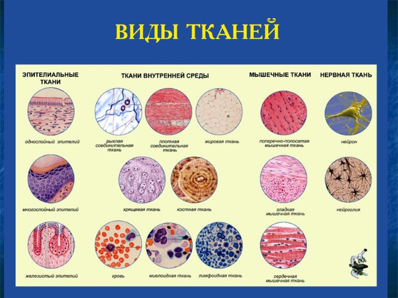 Системы тканей человека. Таблицы типы тканей соединительная мышечная нервная эпителиальная. Типы тканей гистология таблица. Ткани человека. Типы тканей фото.