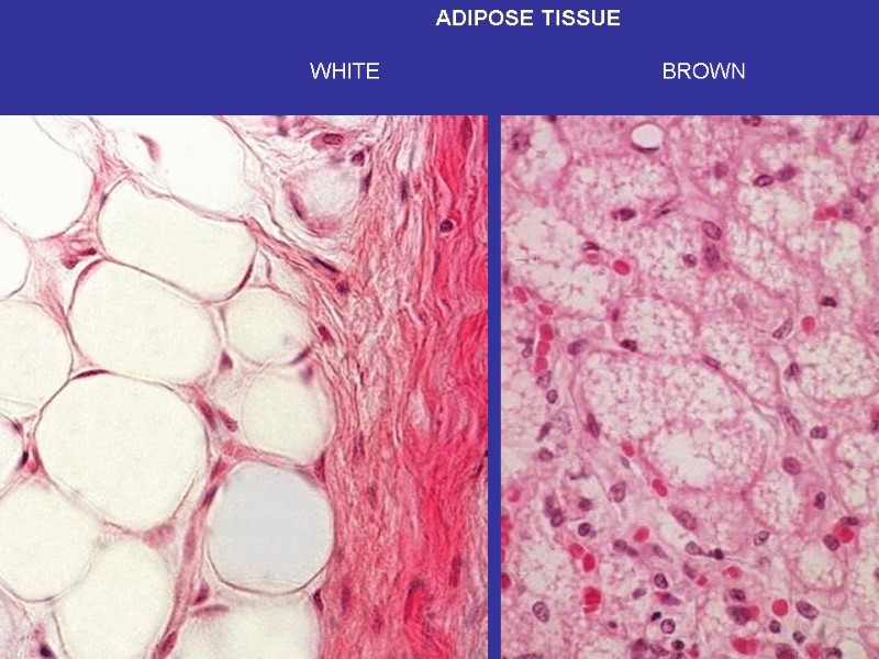 a flat fibrous sheet of connective tissue that attaches a muscle to a bone