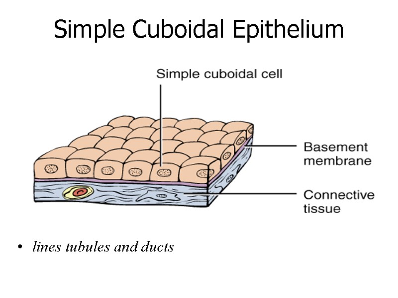 Lecture 3 Tissues. 1. Epithelial tissue. Cytology, embryology,