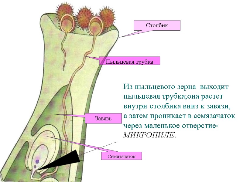 Образование пыльцевой трубки