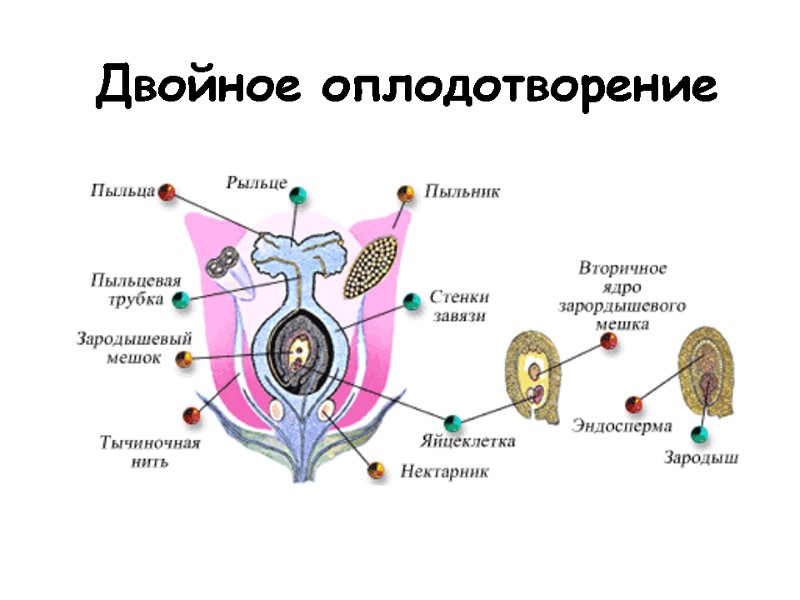 Составьте схему двойного оплодотворения которая отражала бы суть процесса почему оплодотворение на