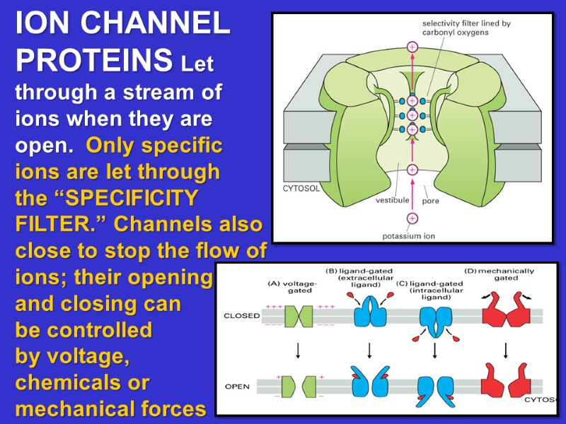 Lecture 7 Membrane Transport Essential Cell Biology Fourth