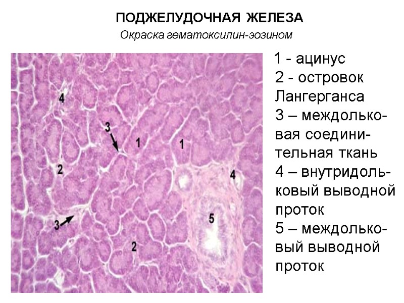 Гистология нитевидные сосочки языка рисунок