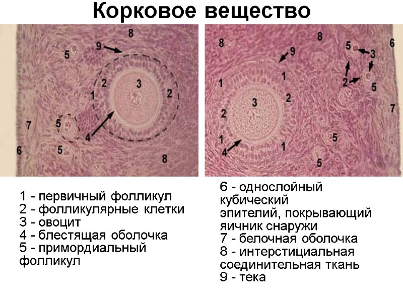 Гистология нитевидные сосочки языка рисунок