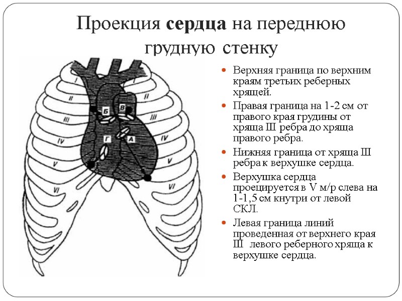 Укажите проекцию аортального клапана на переднюю грудную стенку