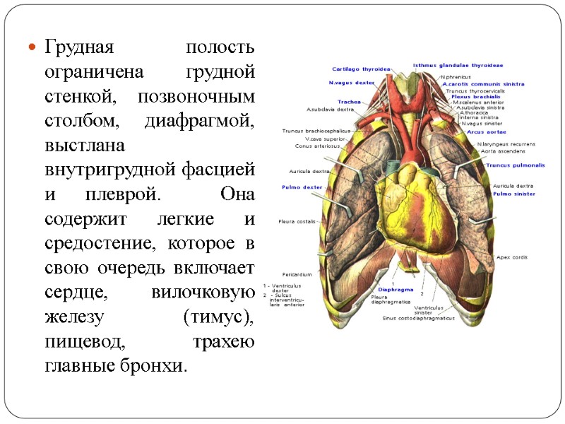 Грудная стенка это