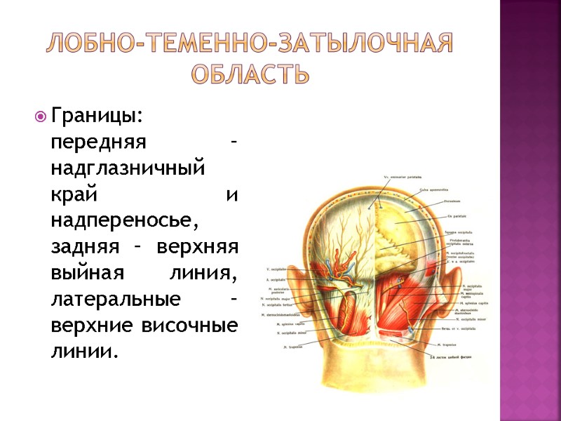 Лобно теменная область головы фото