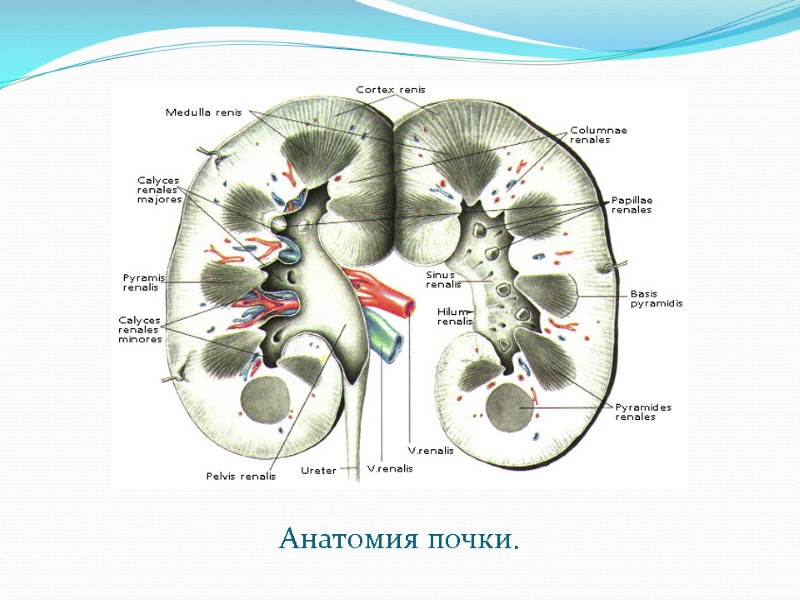 Почка в разрезе анатомия фото
