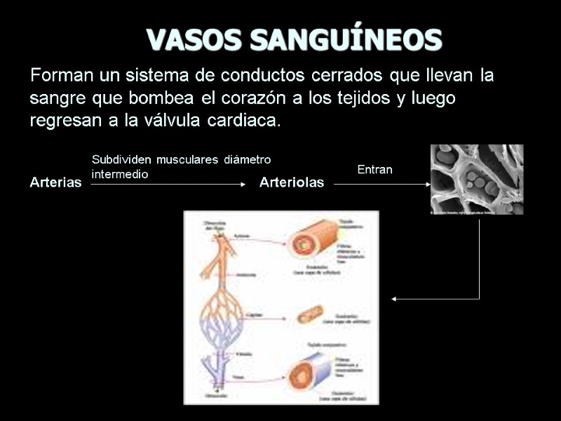 Sistema Vascular Periférico Por Carolina Mora Navarro Christian 7429