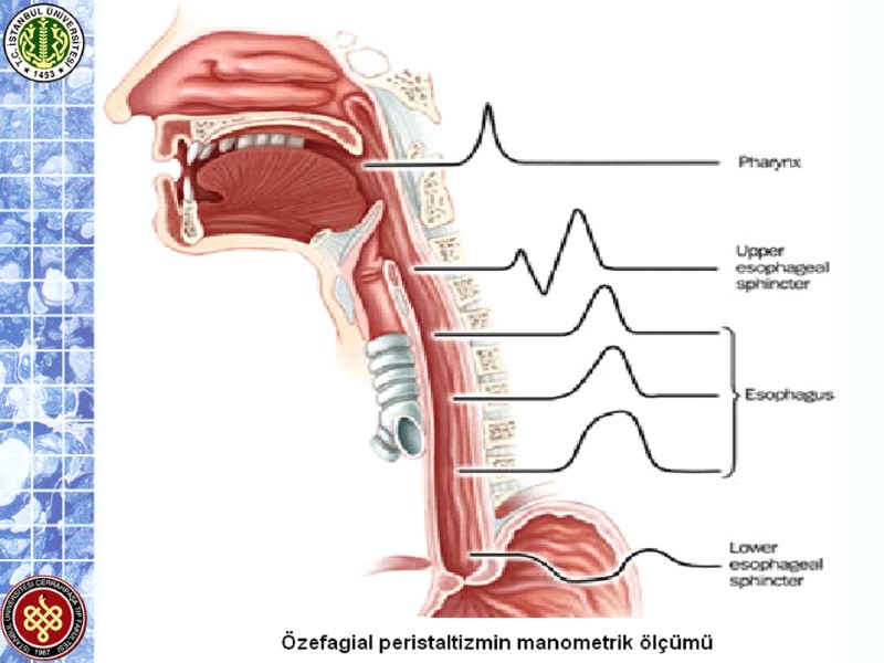 Özofagus Klinik Anatomi ve Fizyolojisi Dr.Amin BANİTAHMASEB İçten