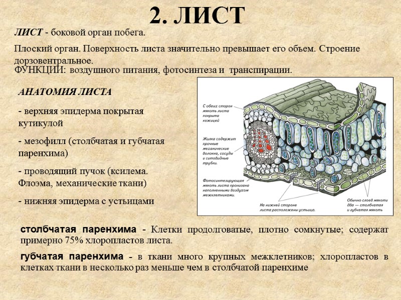 ВЕГЕТАТИВНЫЕ ОРГАНЫ РАСТЕНИЙ План: Побег, как основной вегетативный