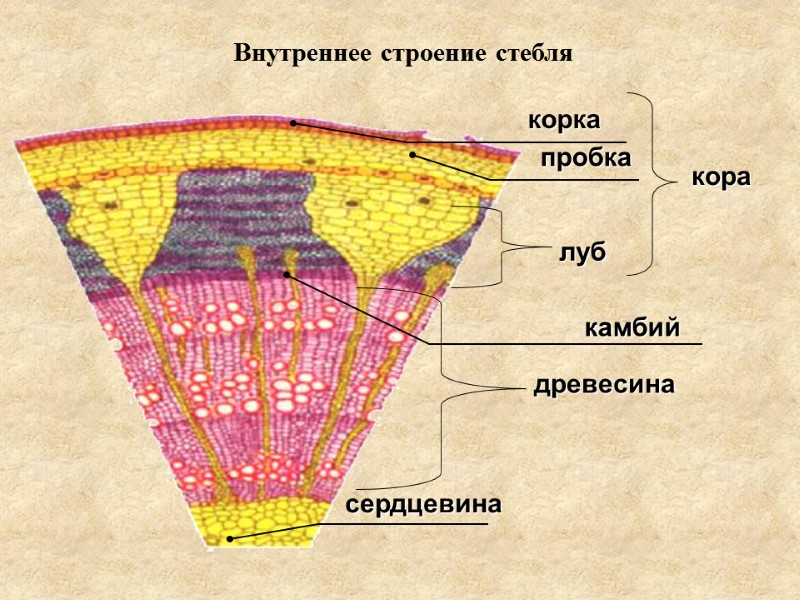ВЕГЕТАТИВНЫЕ ОРГАНЫ РАСТЕНИЙ План: Побег, как основной вегетативный