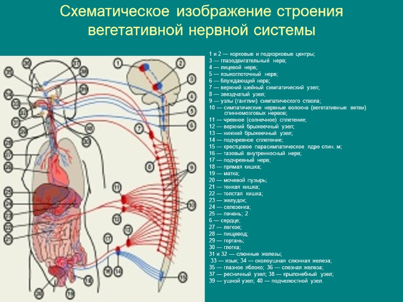 Схема строения вегетативной нервной системы