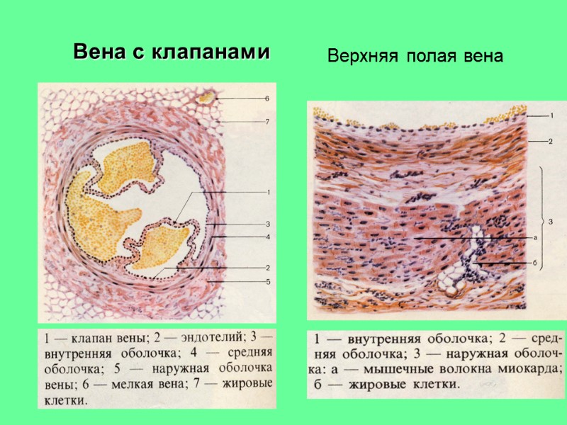 Стенка вен более тонкая схема