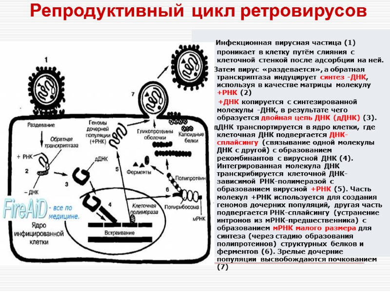 Последовательность жизненного цикла вирусов. Схема жизненного цикла ретровируса. Жизненный цикл РНК вирусов. Подсемейства ретровирусов. Цикл репродукции ретровирусов.