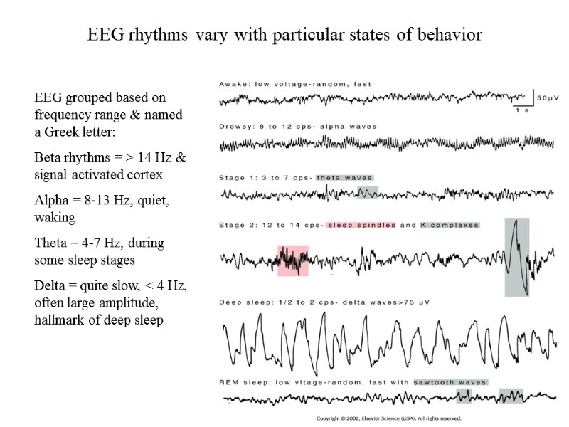 Electroencephalograms (EEGs) Generation of very small electrical fields