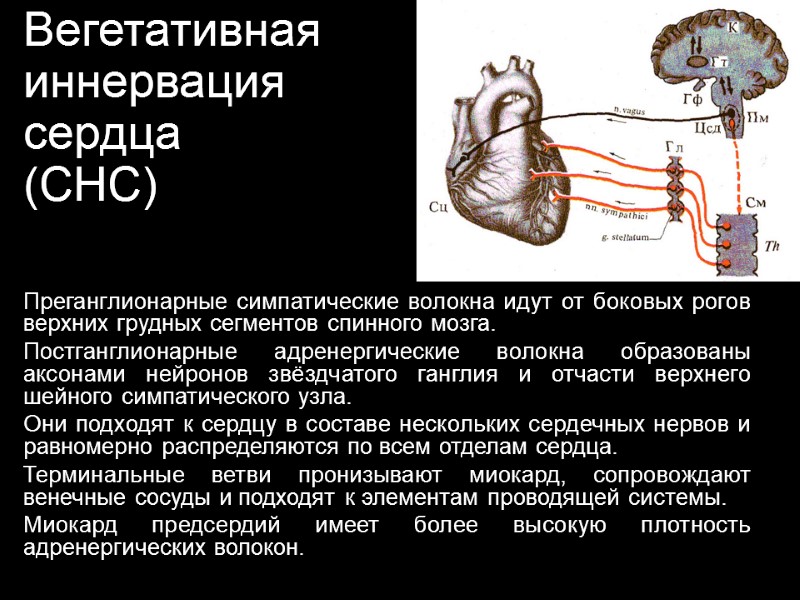 Деятельность сердца регулируется