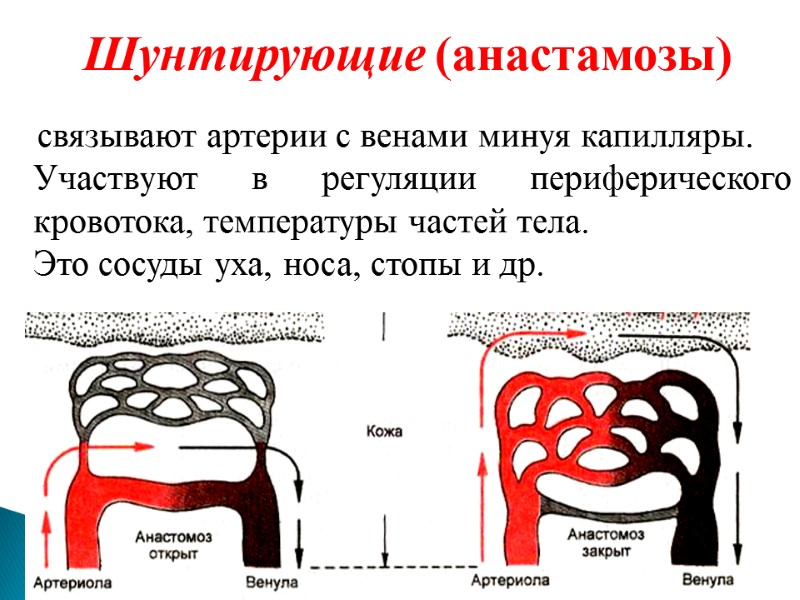 Опишите в виде схемы как происходит регуляция артериального давления ад при повышении ад