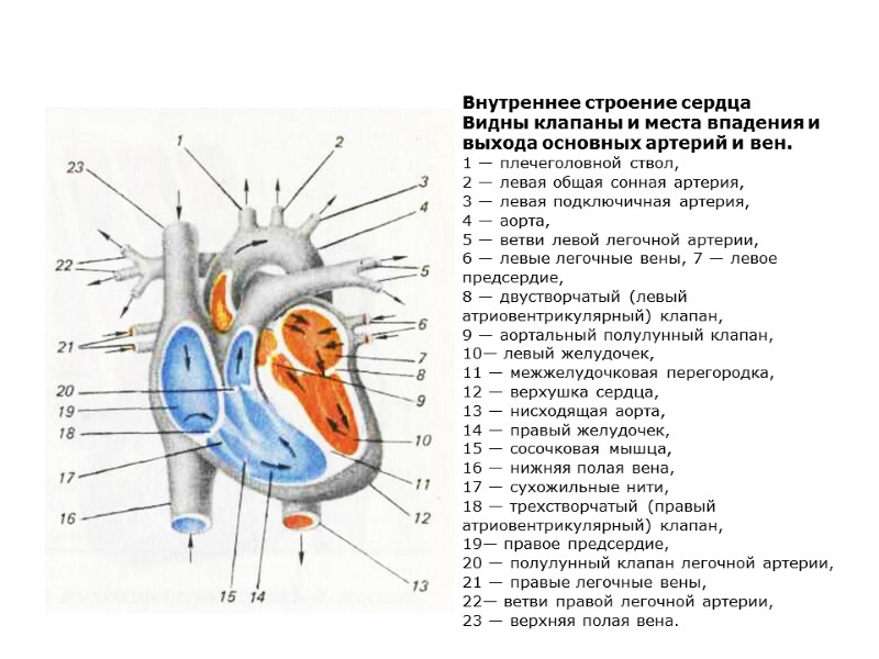 Клапаны сердца человека схема