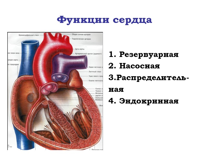 Система кровообращения человека схема