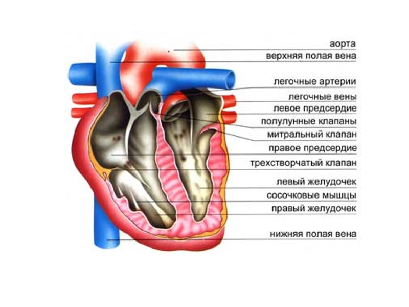 Система кровообращения человека схема