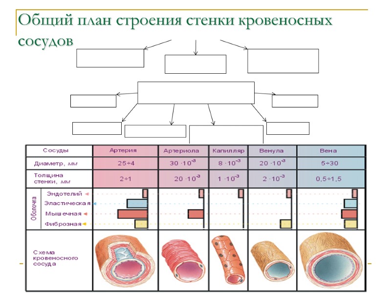 Общий план строения стенки сосуда. Общий план строения кровеносных сосудов. Общий план строения сосудистой стенки. План строения кровеносных сосудов гистология.