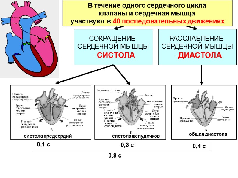 Схема систолы и диастолы