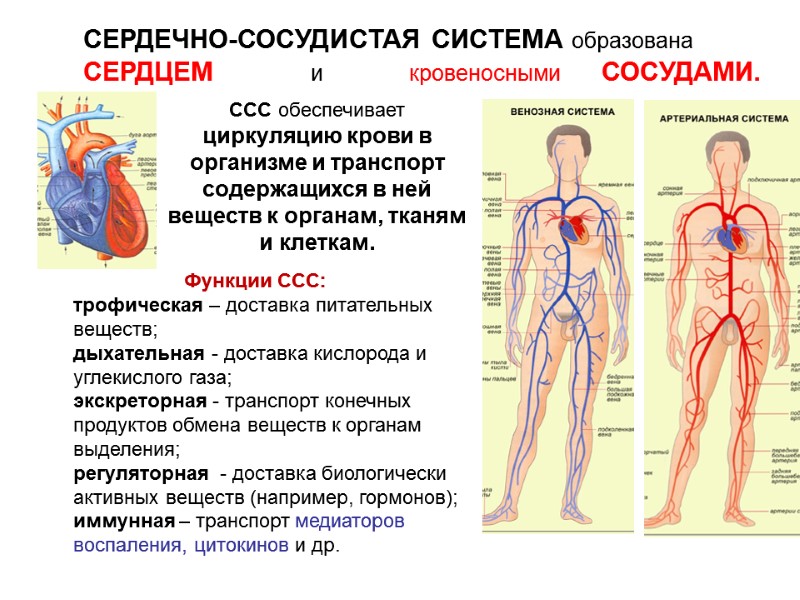 Схема строения сердечно сосудистой системы