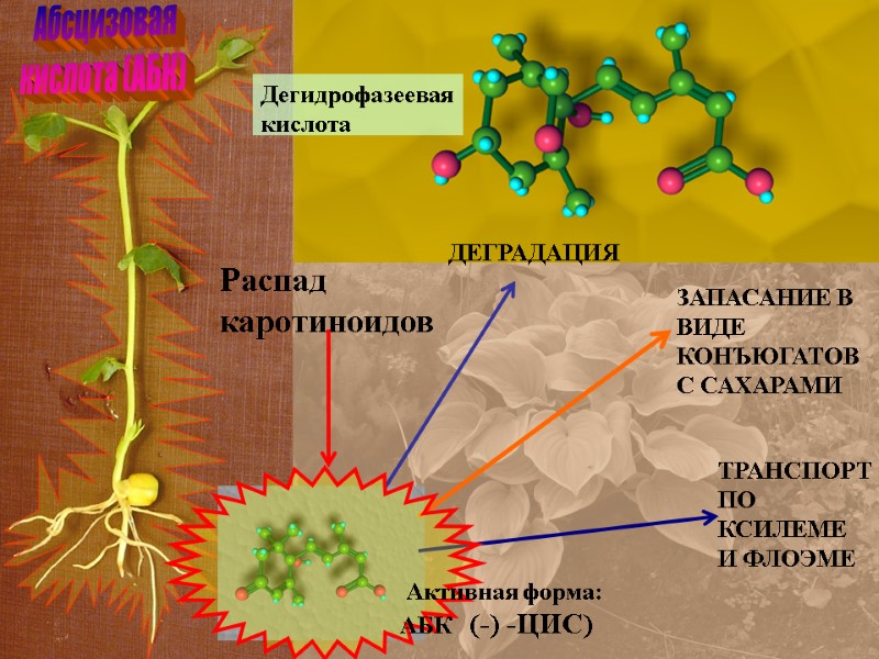 Распад кислоты. Растения с каротиноидами. Абсцизовая кислота метаболизм. Выделение каротиноидов из растений. Каротиноиды где накапливаются в клетках.