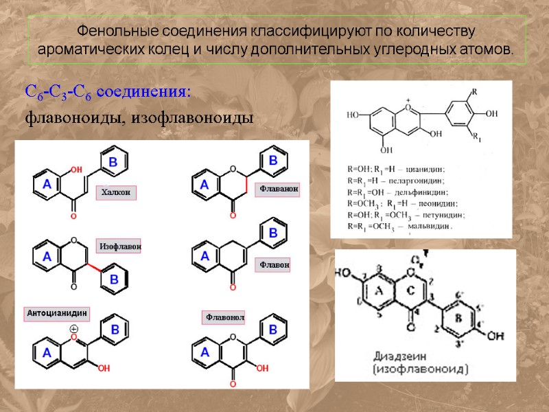 Фенольные соединения фото