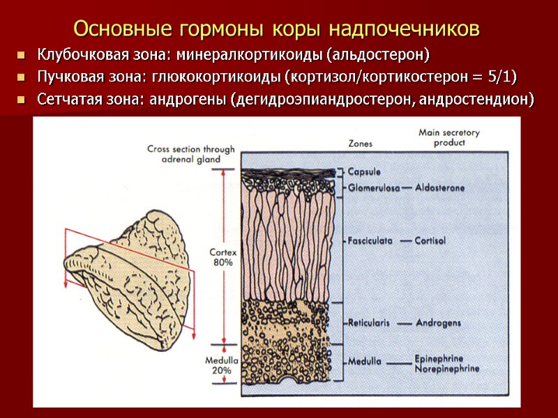 Гормоны коры надпочечников презентация