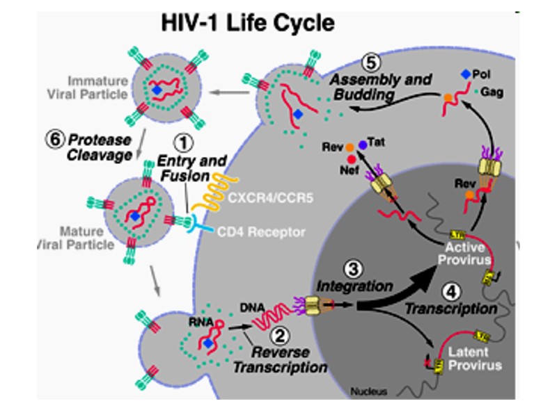 HIV Structure The “Enemy” HIV Structure SIV HIV