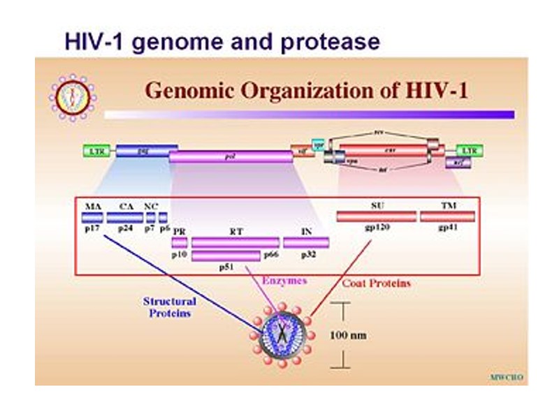 Hiv Structure The “enemy” Hiv Structure Siv Hiv