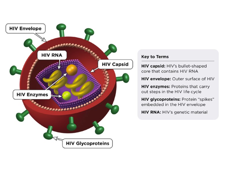 HIV Structure The “Enemy” HIV Structure SIV HIV